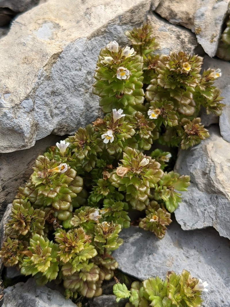 Euphrasia farlowii photo 5