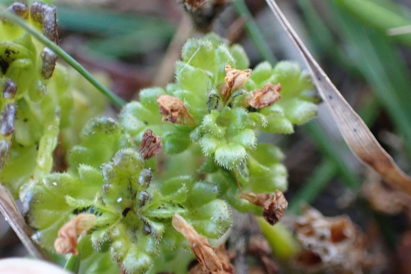 Euphrasia farlowii photo 6