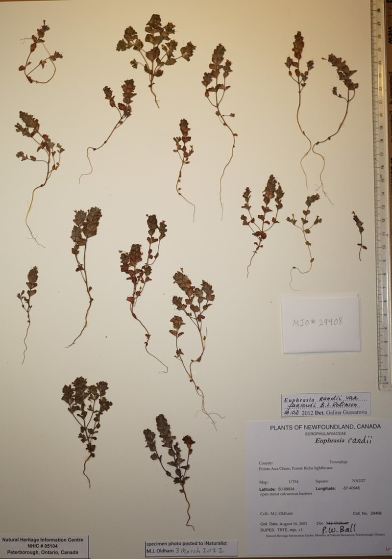 Euphrasia farlowii photo 7