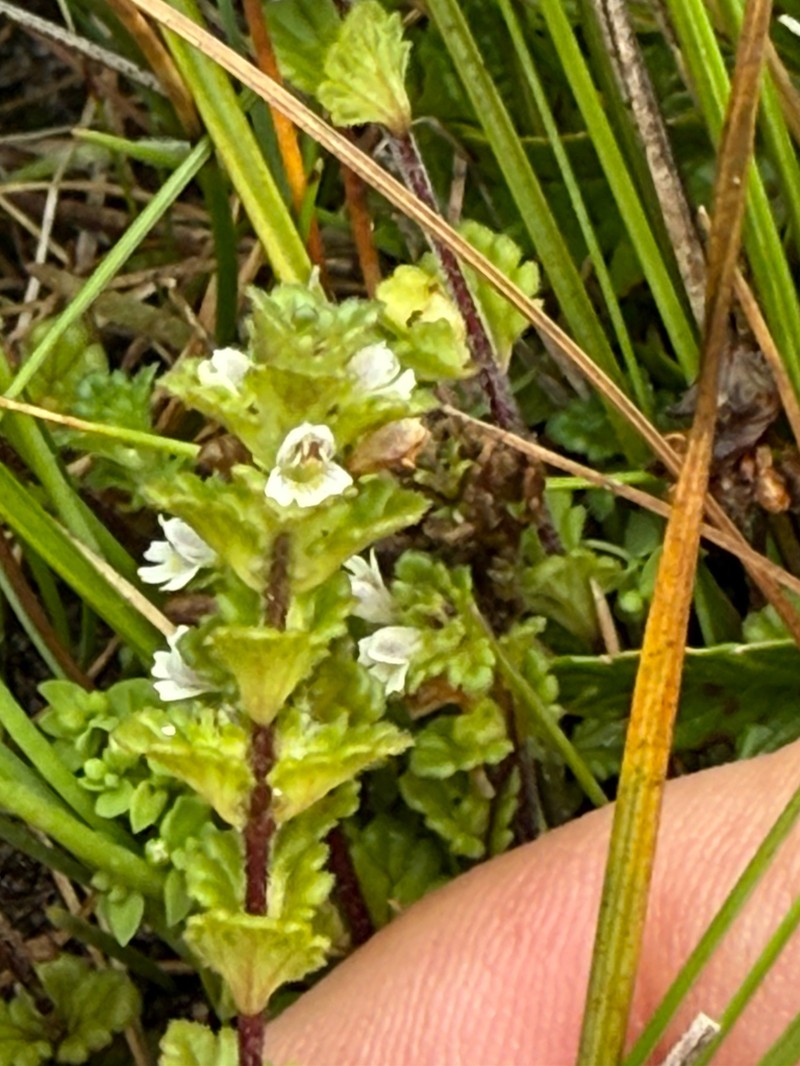 Euphrasia farlowii photo 8