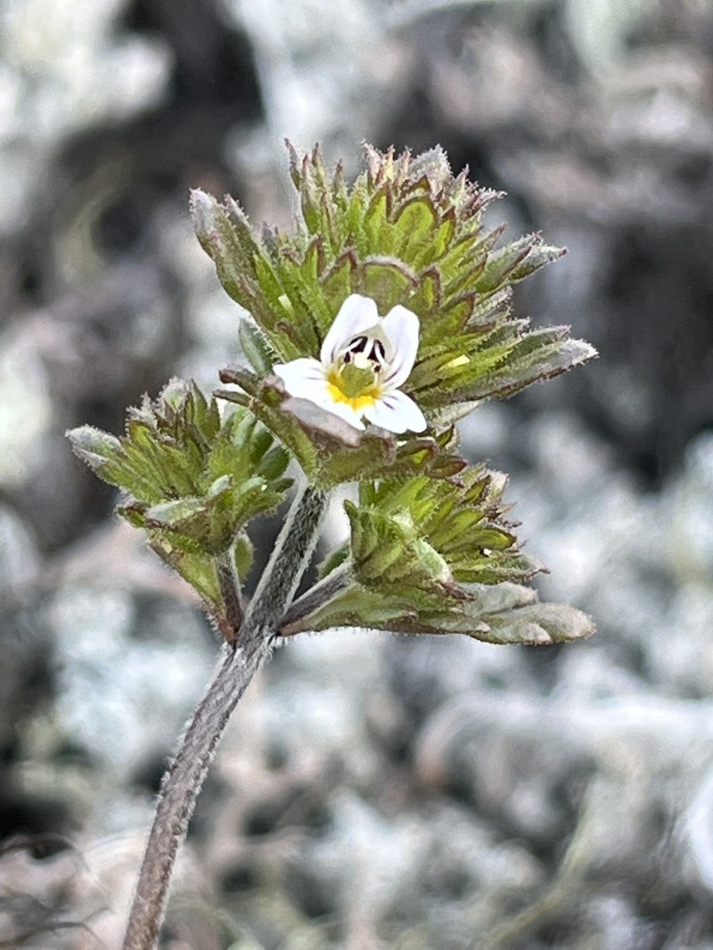 Eyebright photo 2