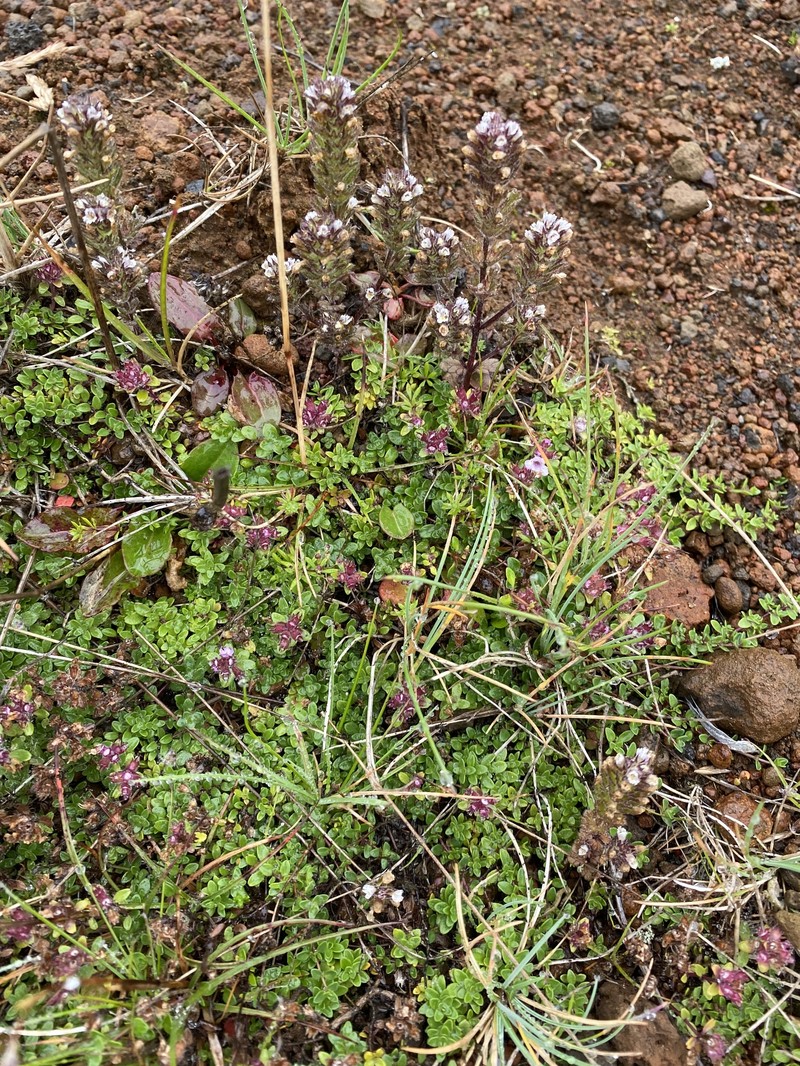 Eyebright photo 3