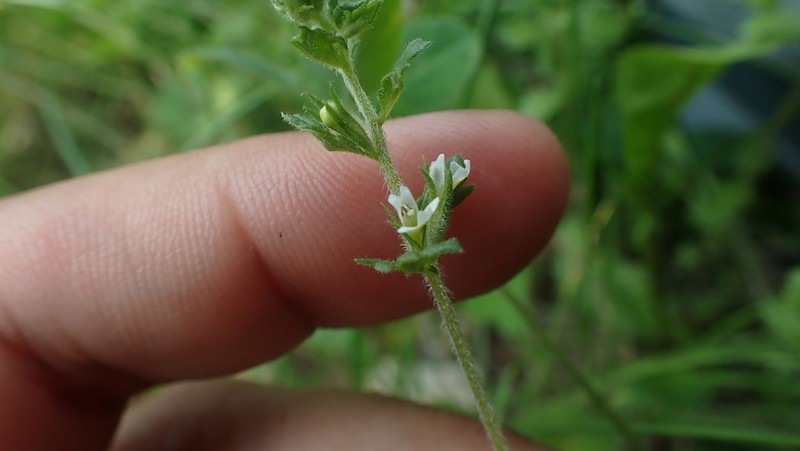 Hudson Bay Eyebright