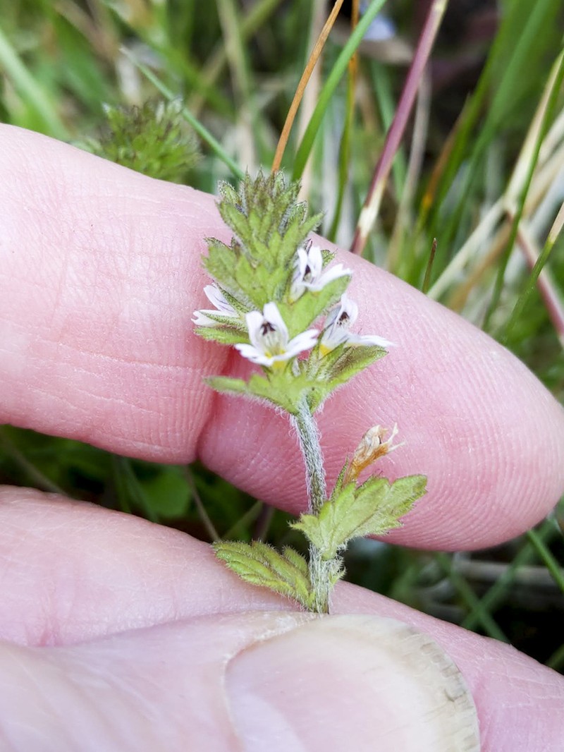 Hudson Bay Eyebright photo 2