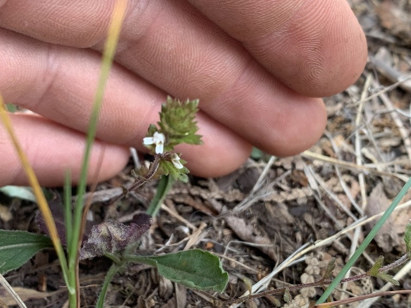 Hudson Bay Eyebright photo 3