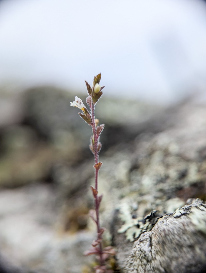 Hudson Bay Eyebright photo 4