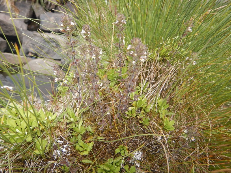 Hudson Bay Eyebright photo 5