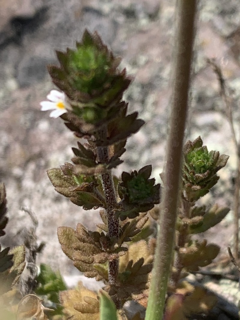 Hudson Bay Eyebright photo 6