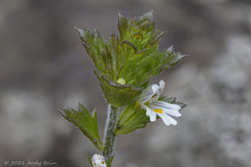 Hudson Bay Eyebright photo 8