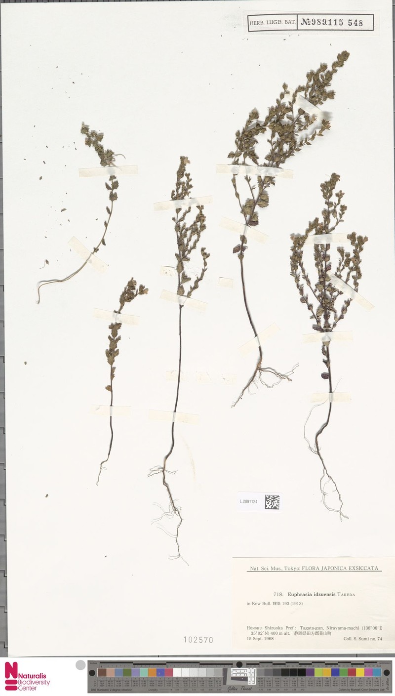 Euphrasia insignis var. idzuensis