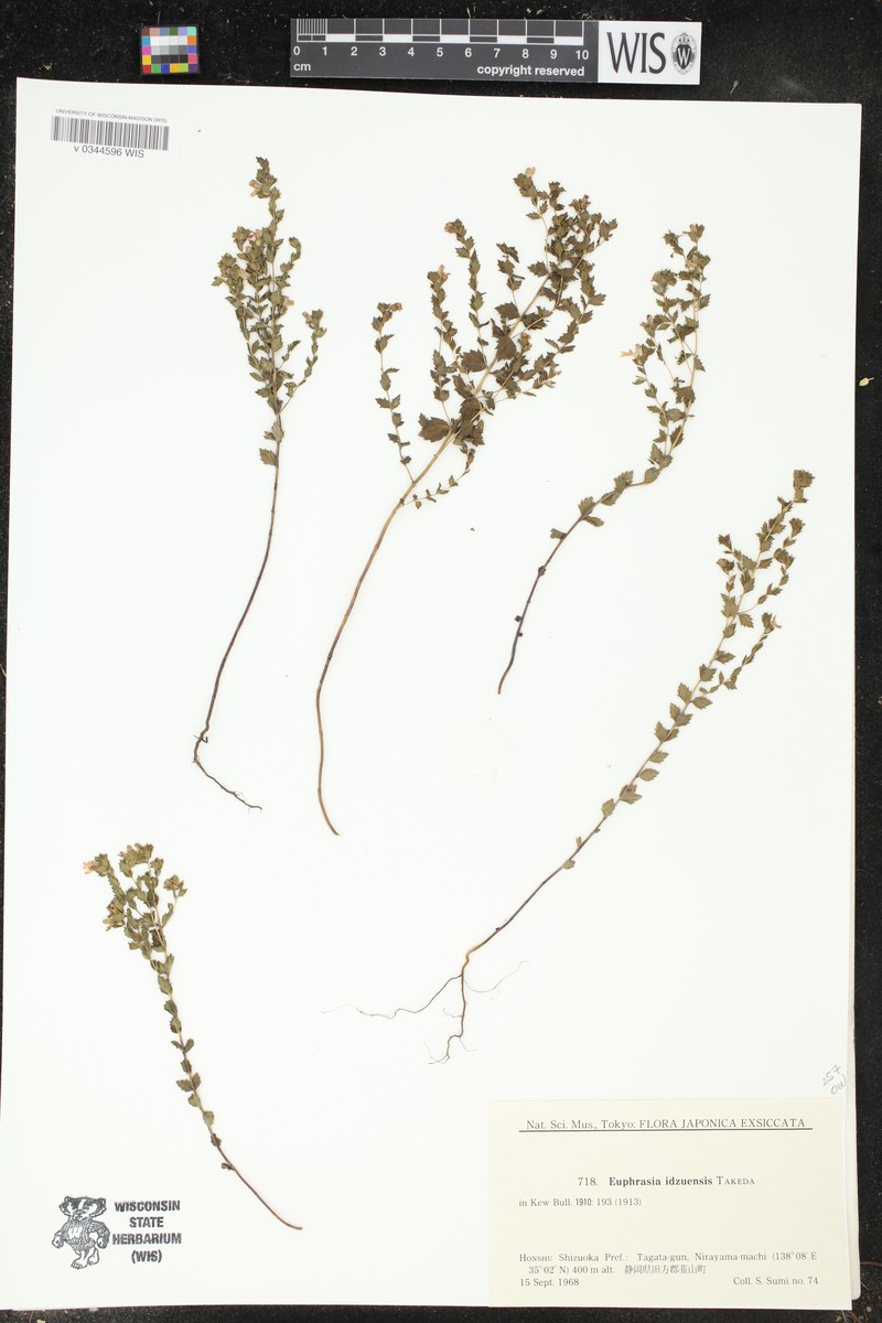 Euphrasia insignis var. idzuensis photo 2