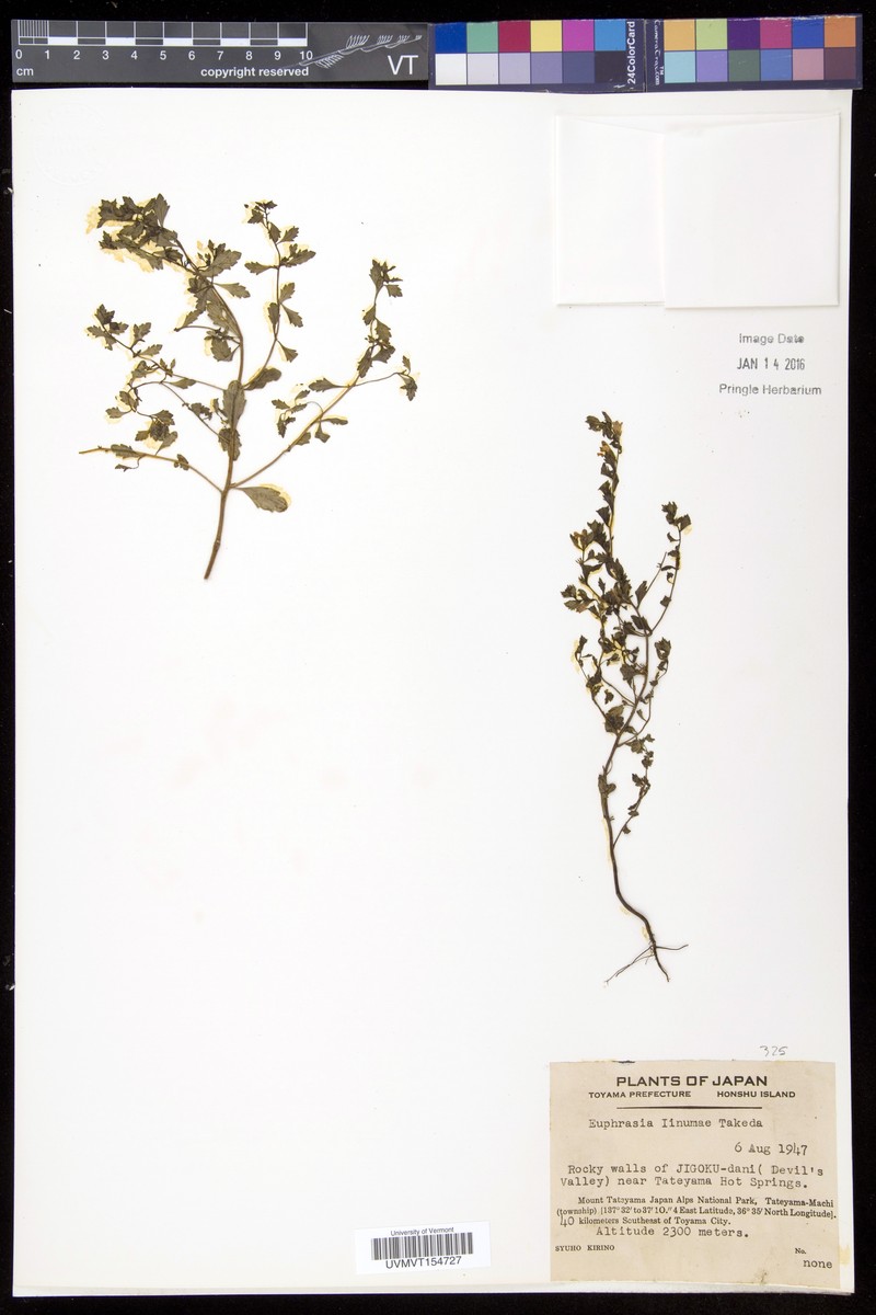 Euphrasia insignis var. iinumae