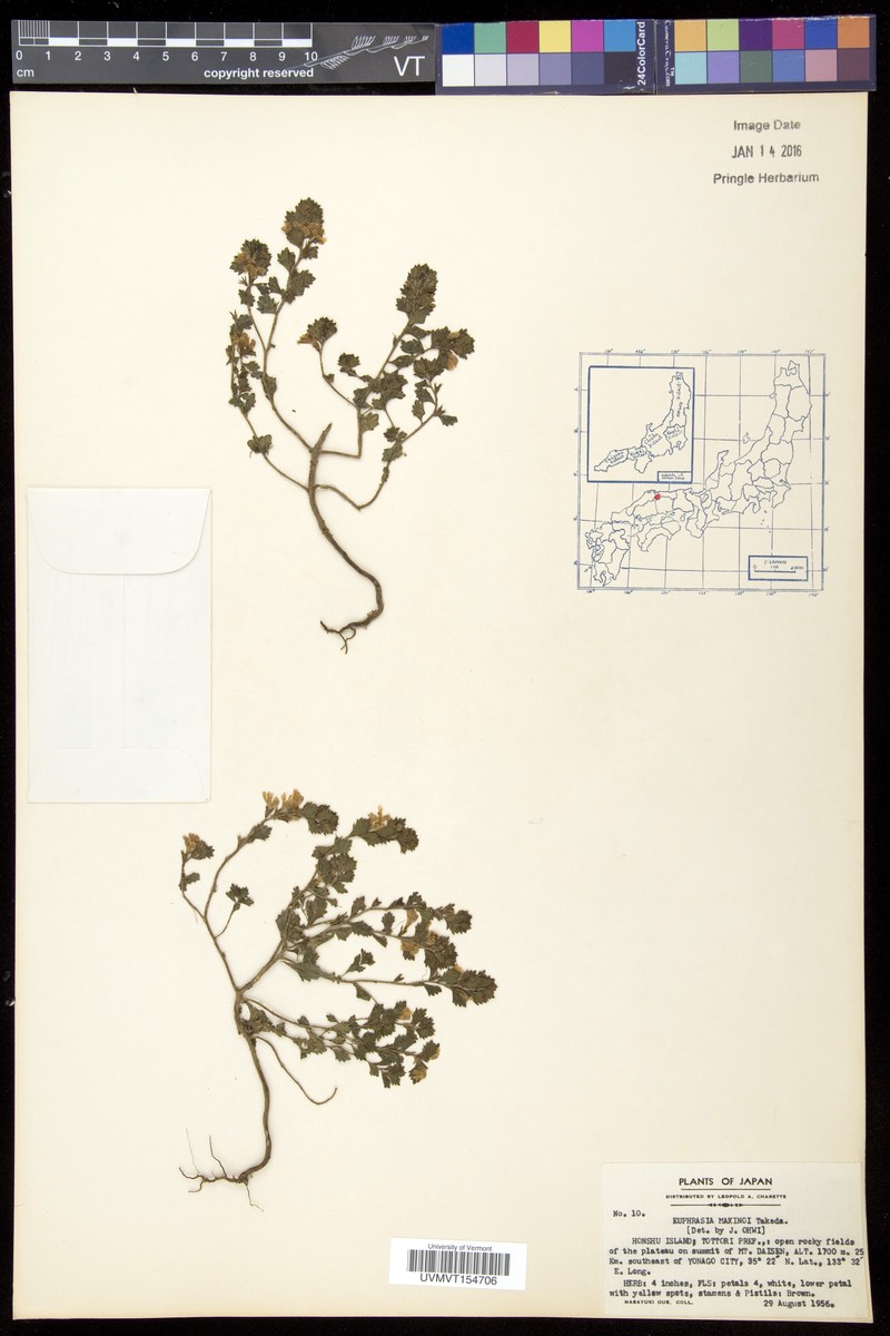 Euphrasia insignis var. makinoi