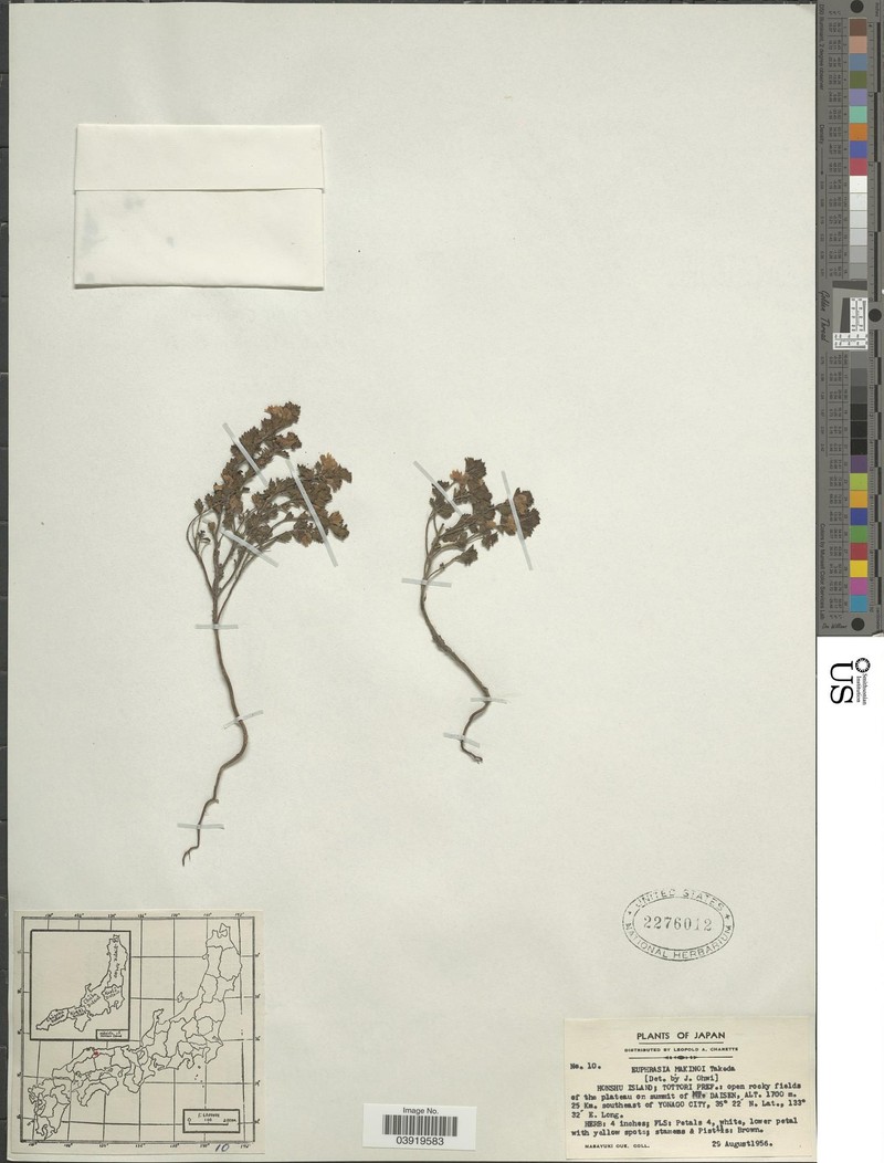 Euphrasia insignis var. makinoi photo 2