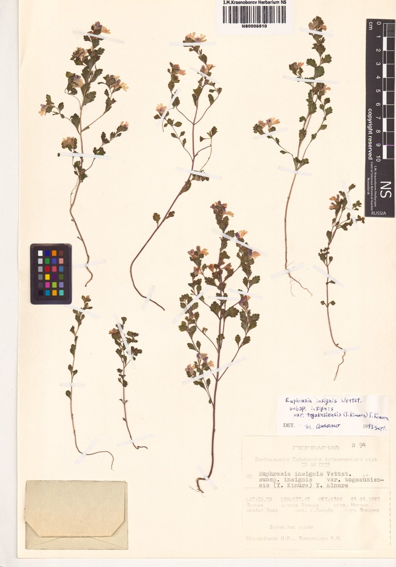 Euphrasia insignis var. togakusiensis