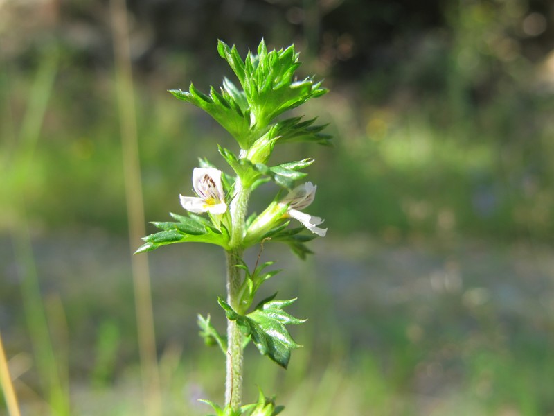 Northern Eyebright photo 4