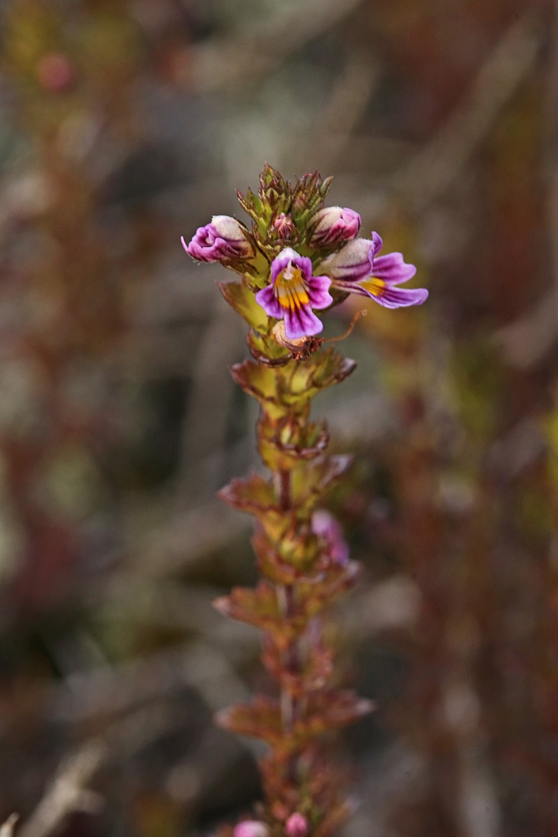 Northern Eyebright photo 5