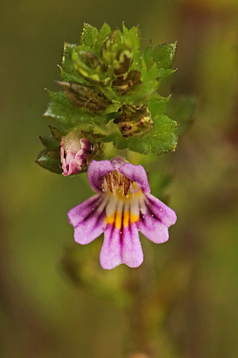 Northern Eyebright