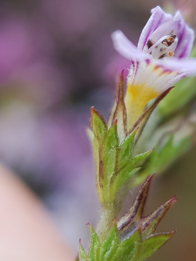 Northern Eyebright photo 2