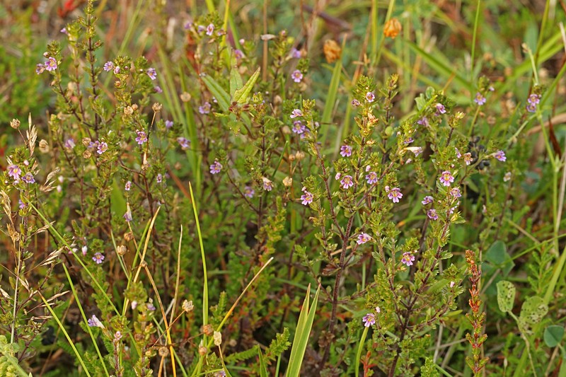 Northern Eyebright photo 3