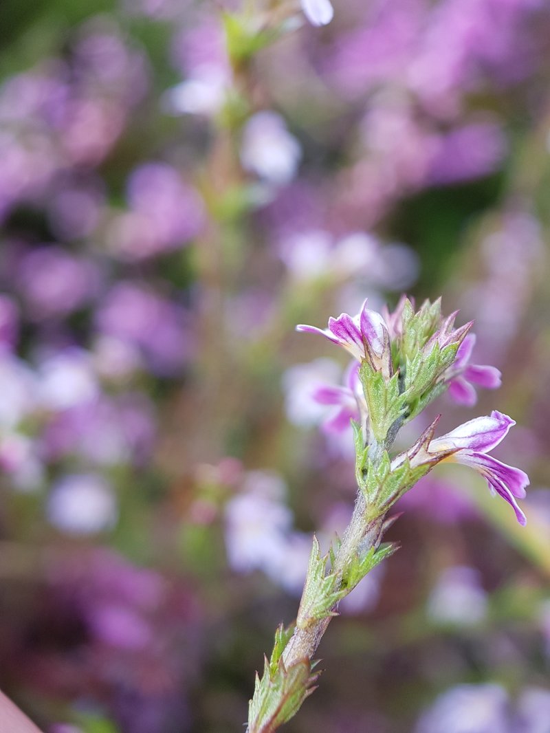 Northern Eyebright photo 6