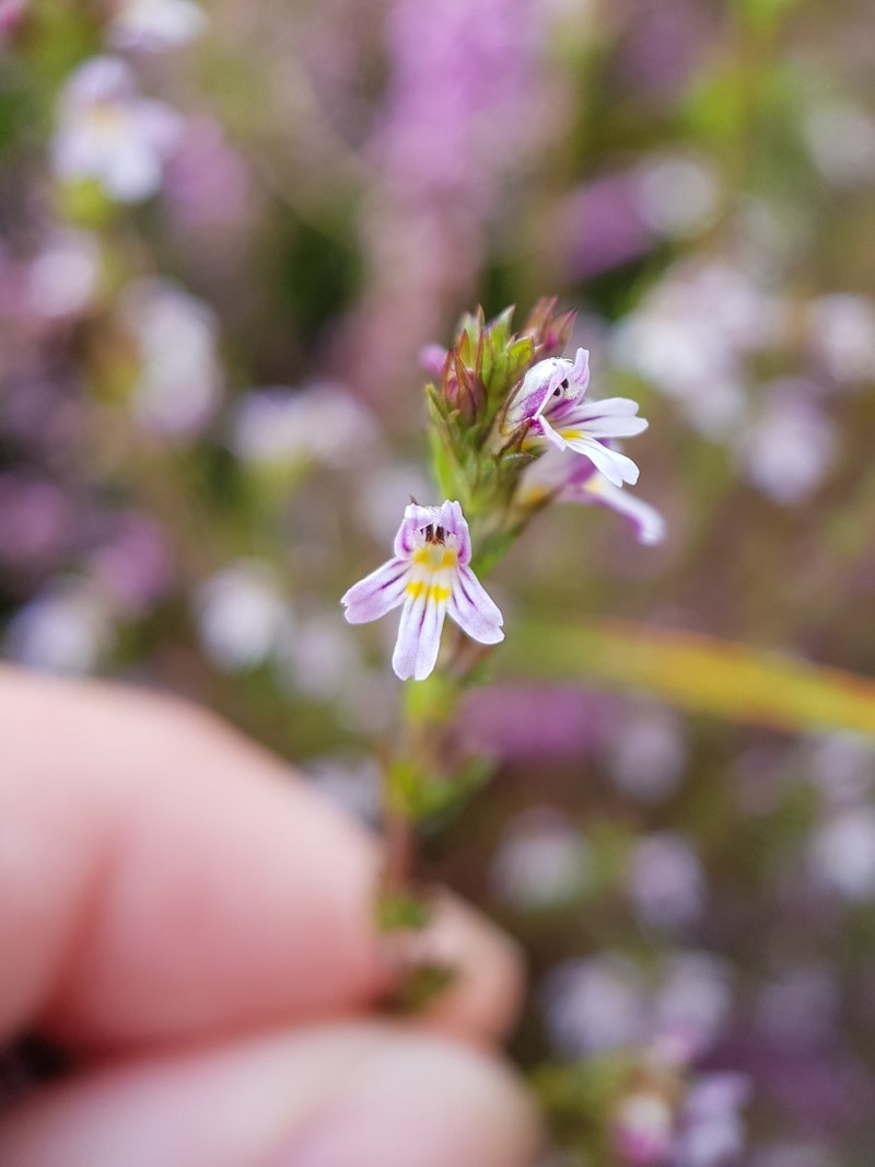 Northern Eyebright photo 7