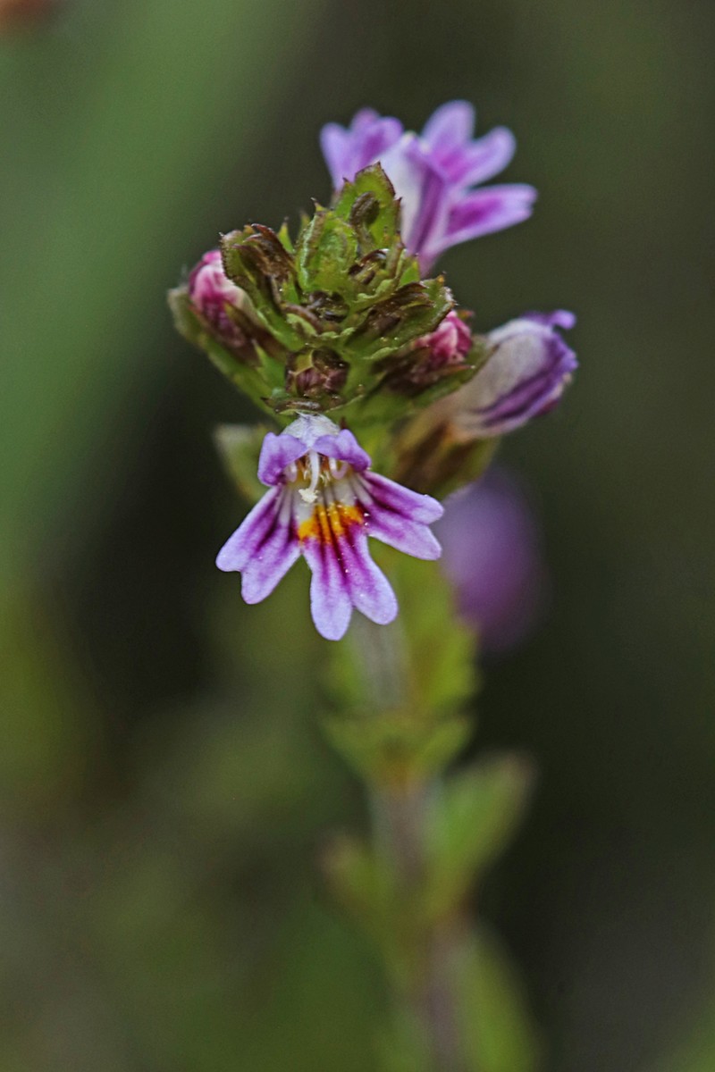 Northern Eyebright photo 8