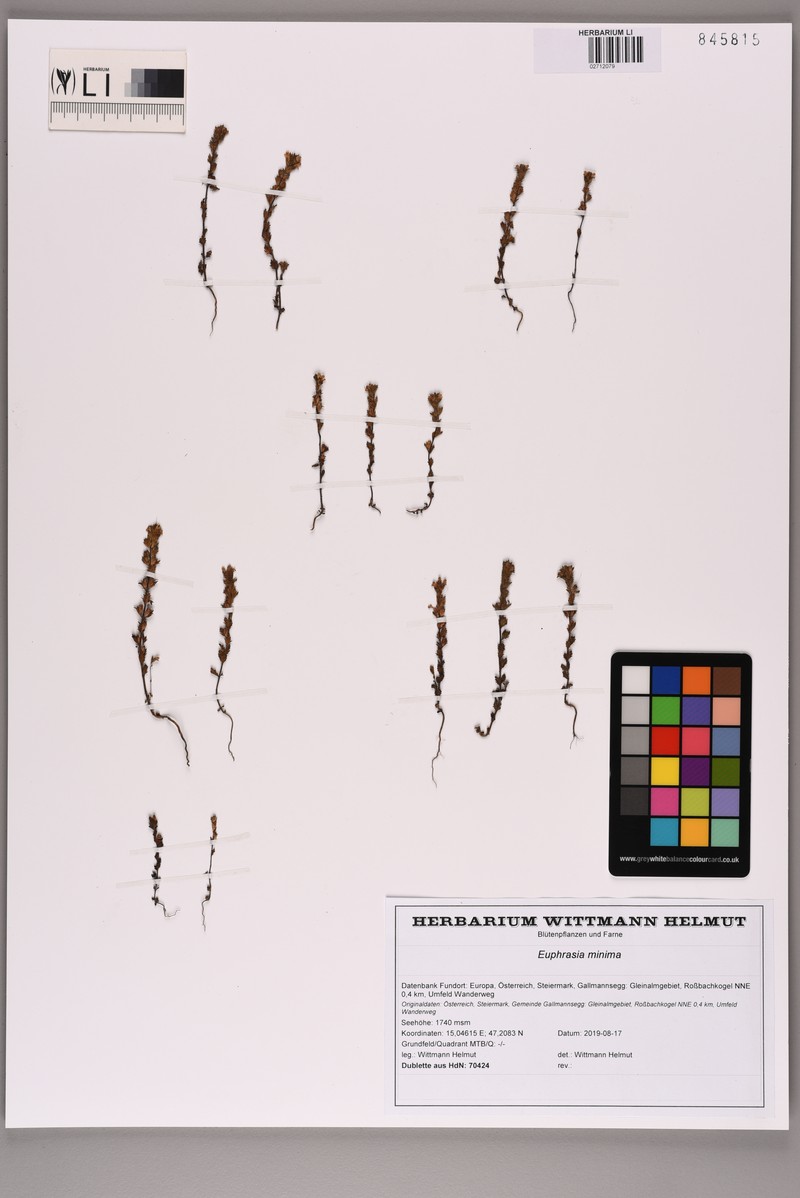 Euphrasia minima subsp. minima