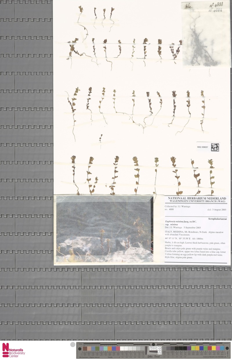 Euphrasia minima subsp. minima photo 2