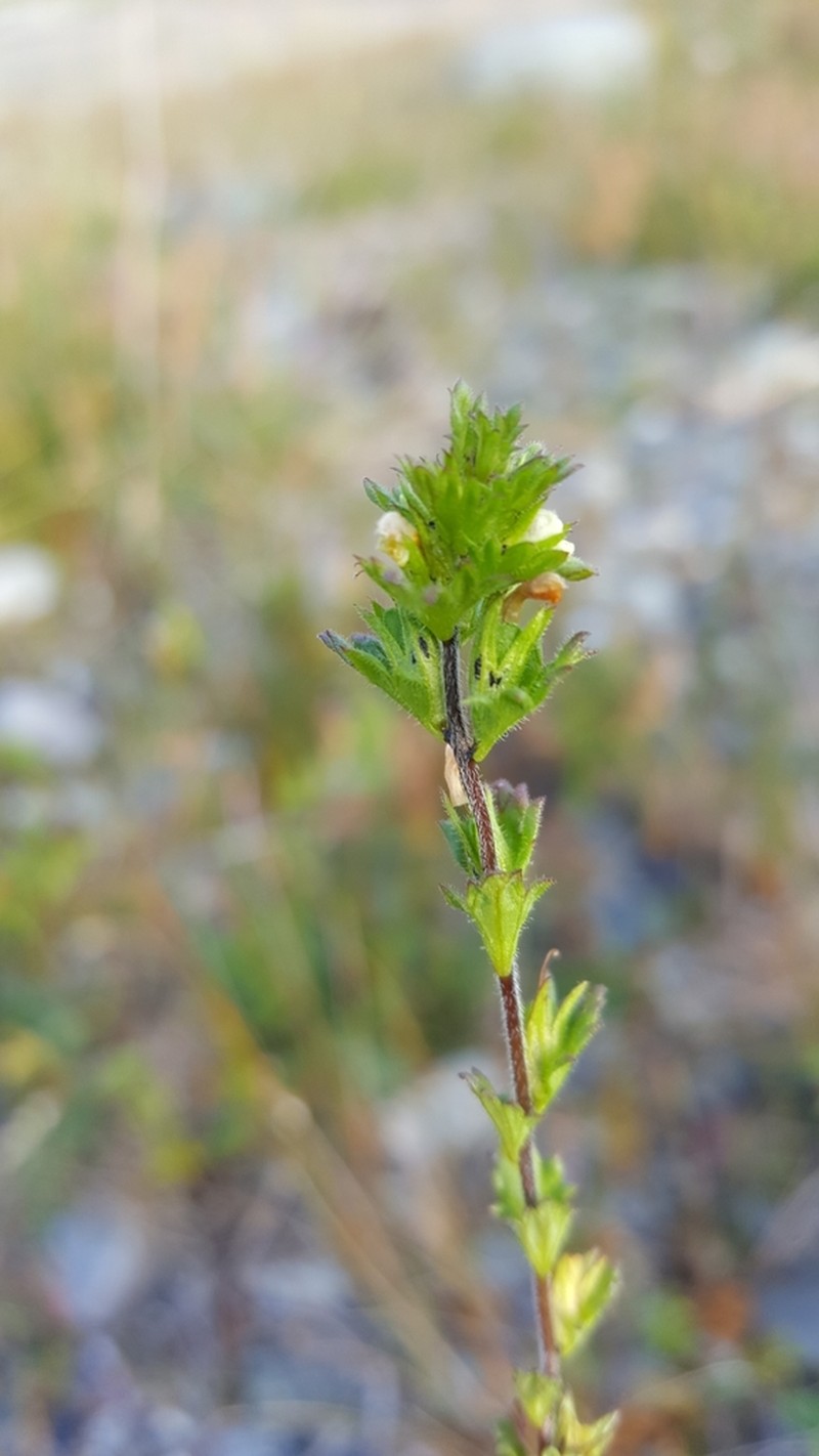 Subalpine Eyebright
