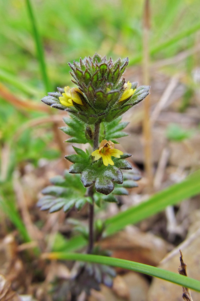 Subalpine Eyebright photo 2