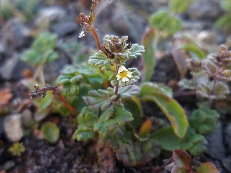 Subalpine Eyebright photo 3