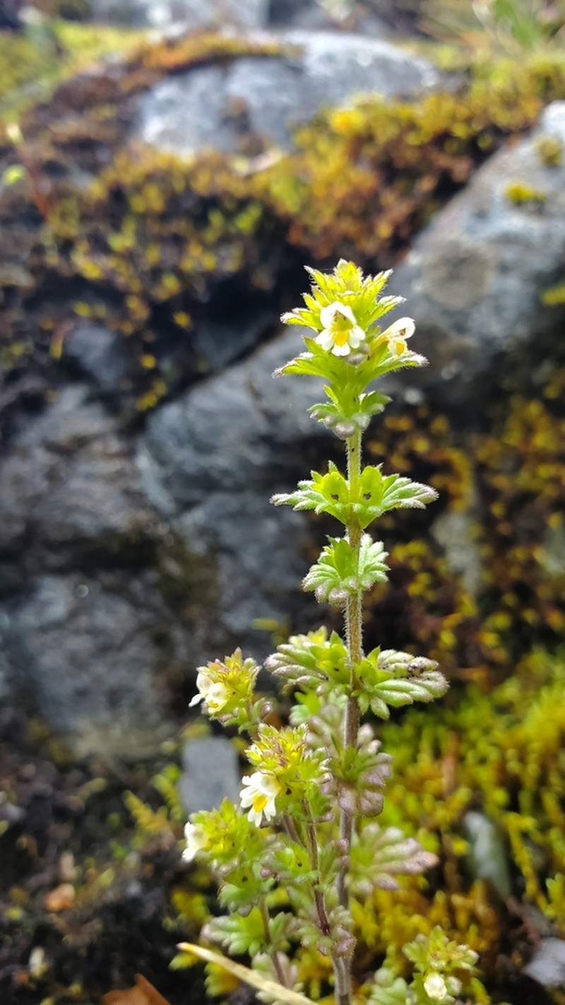 Subalpine Eyebright photo 4