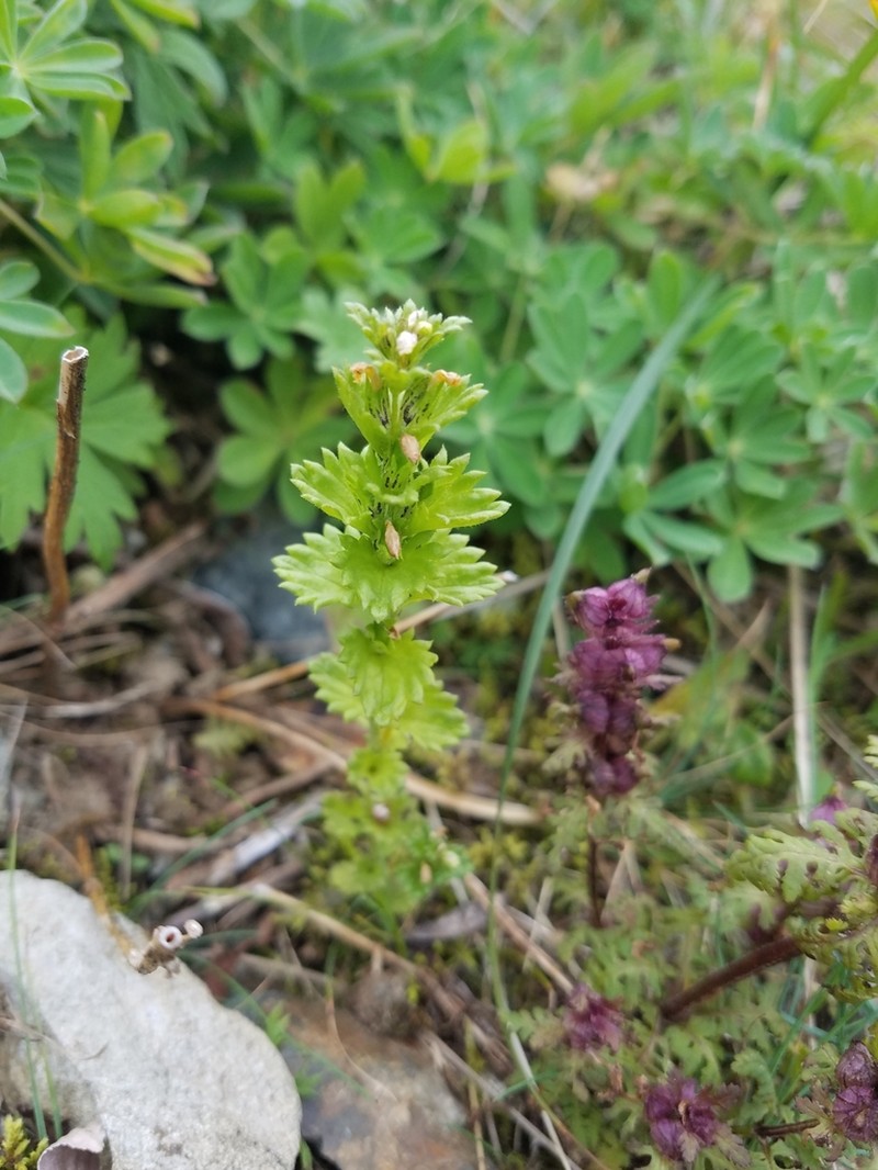 Subalpine Eyebright photo 5