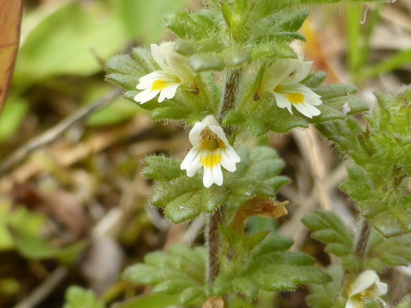 Subalpine Eyebright photo 6