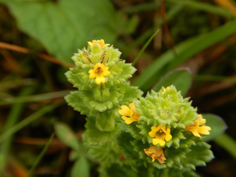 Subalpine Eyebright photo 7