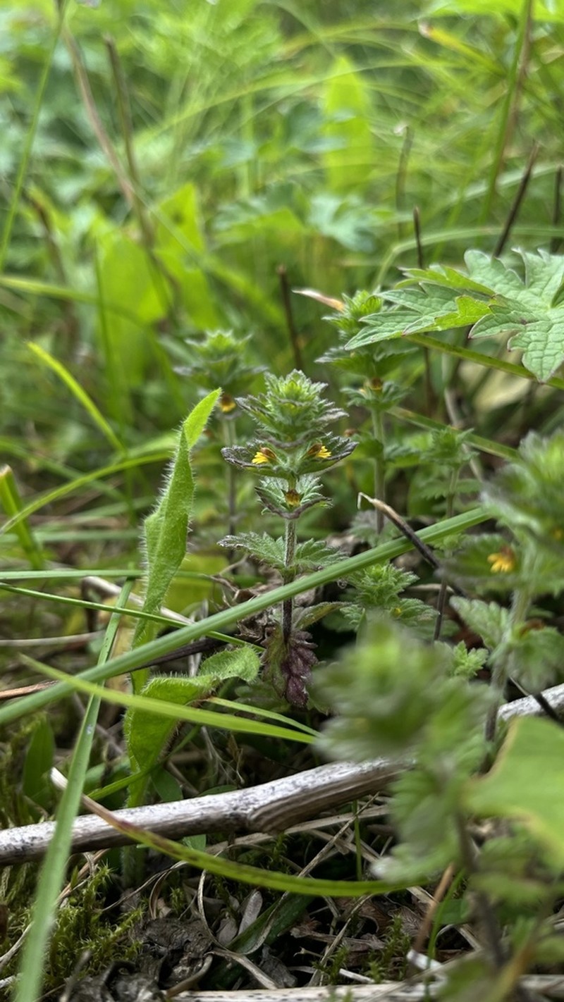 Subalpine Eyebright photo 8