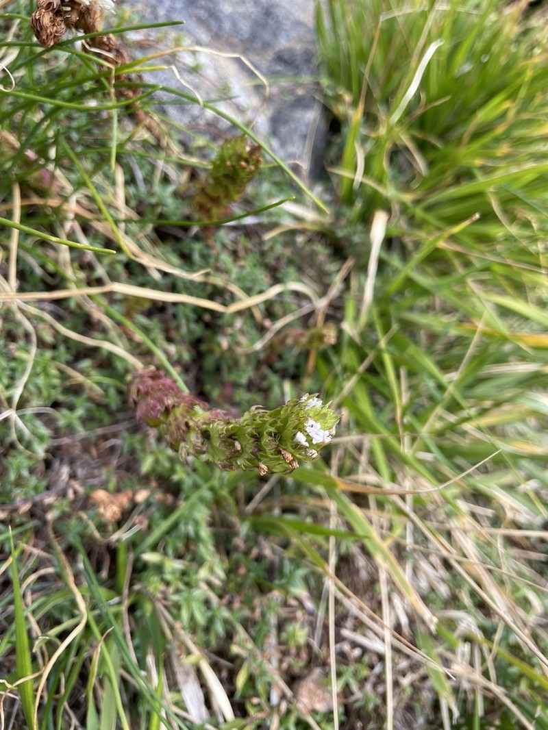 Euphrasia nana