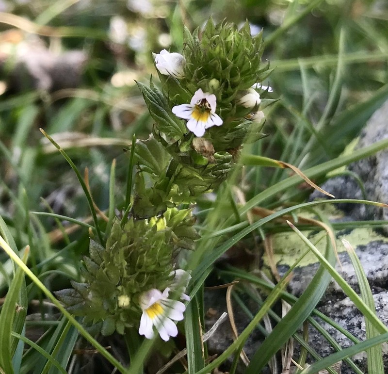 Euphrasia nana photo 2