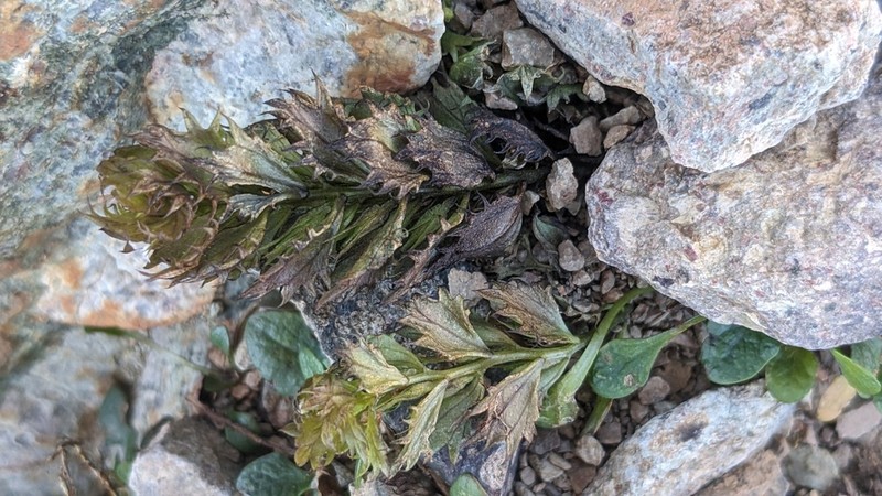 Euphrasia nana photo 3