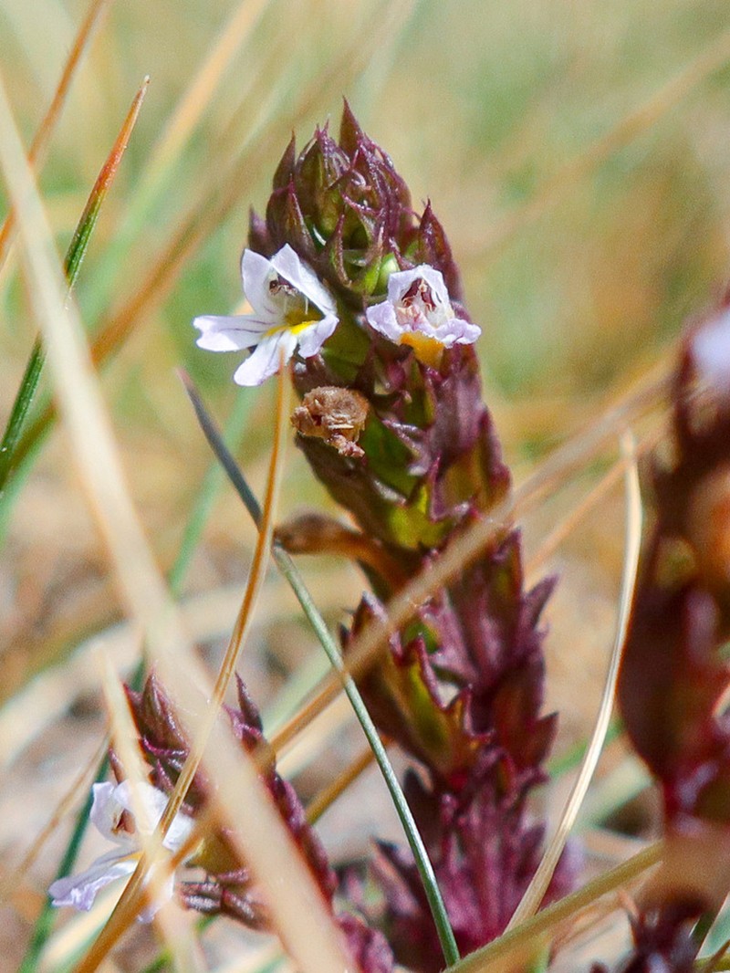 Euphrasia nana photo 4
