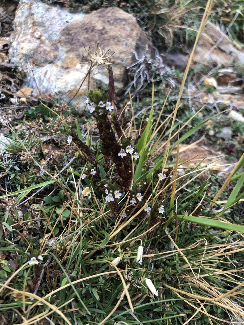 Euphrasia nana photo 6