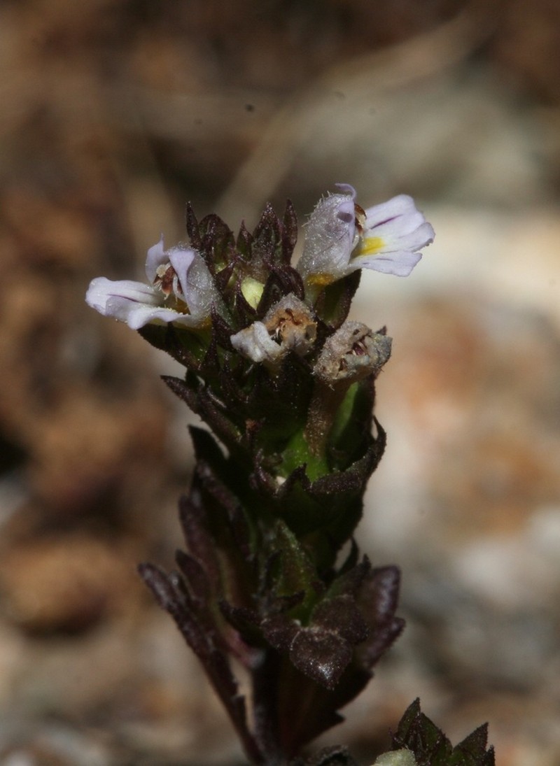 Euphrasia nana photo 7