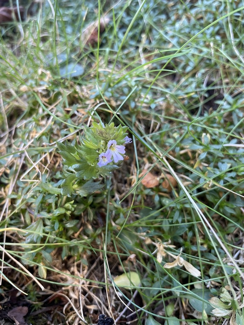 Euphrasia nana photo 8