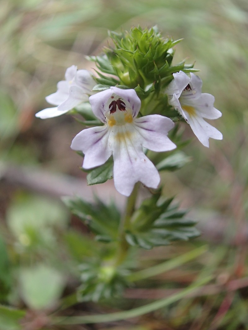 Common Eyebright