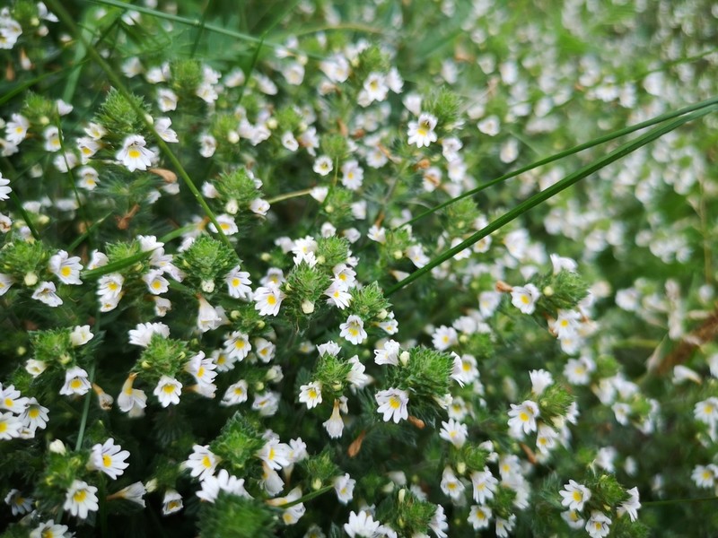 Common Eyebright photo 2