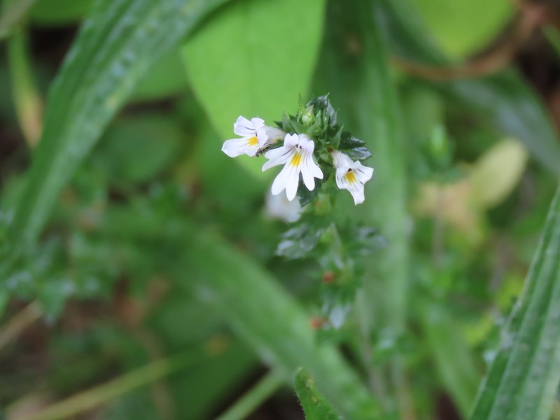 Common Eyebright photo 3
