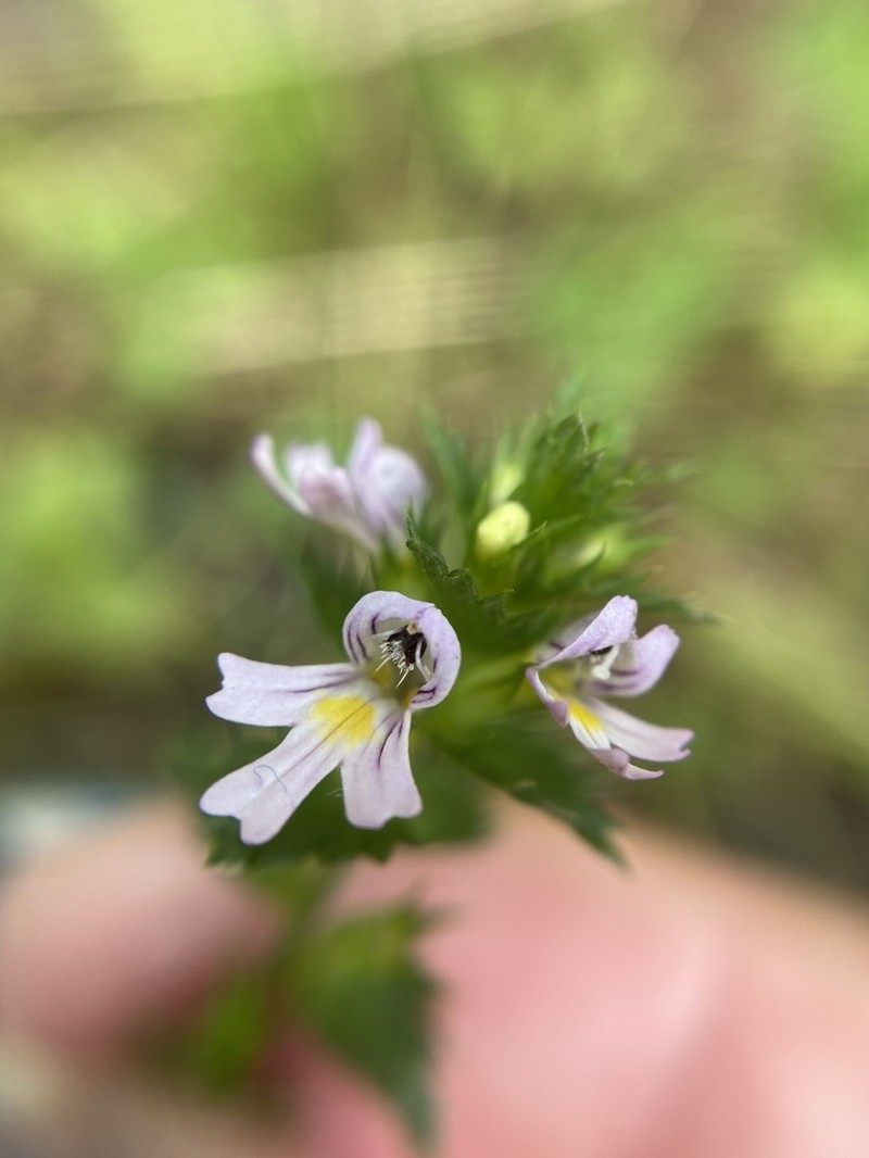 Common Eyebright photo 4