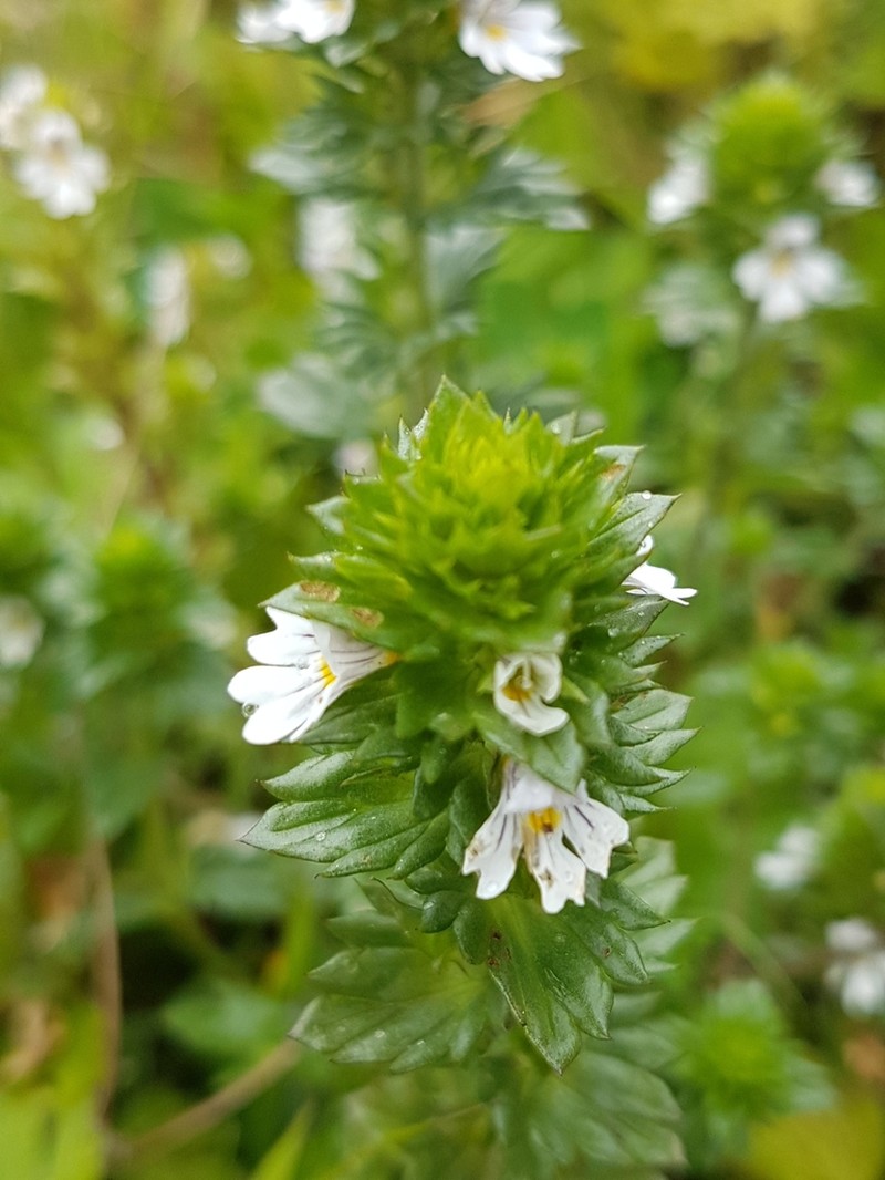 Common Eyebright photo 5