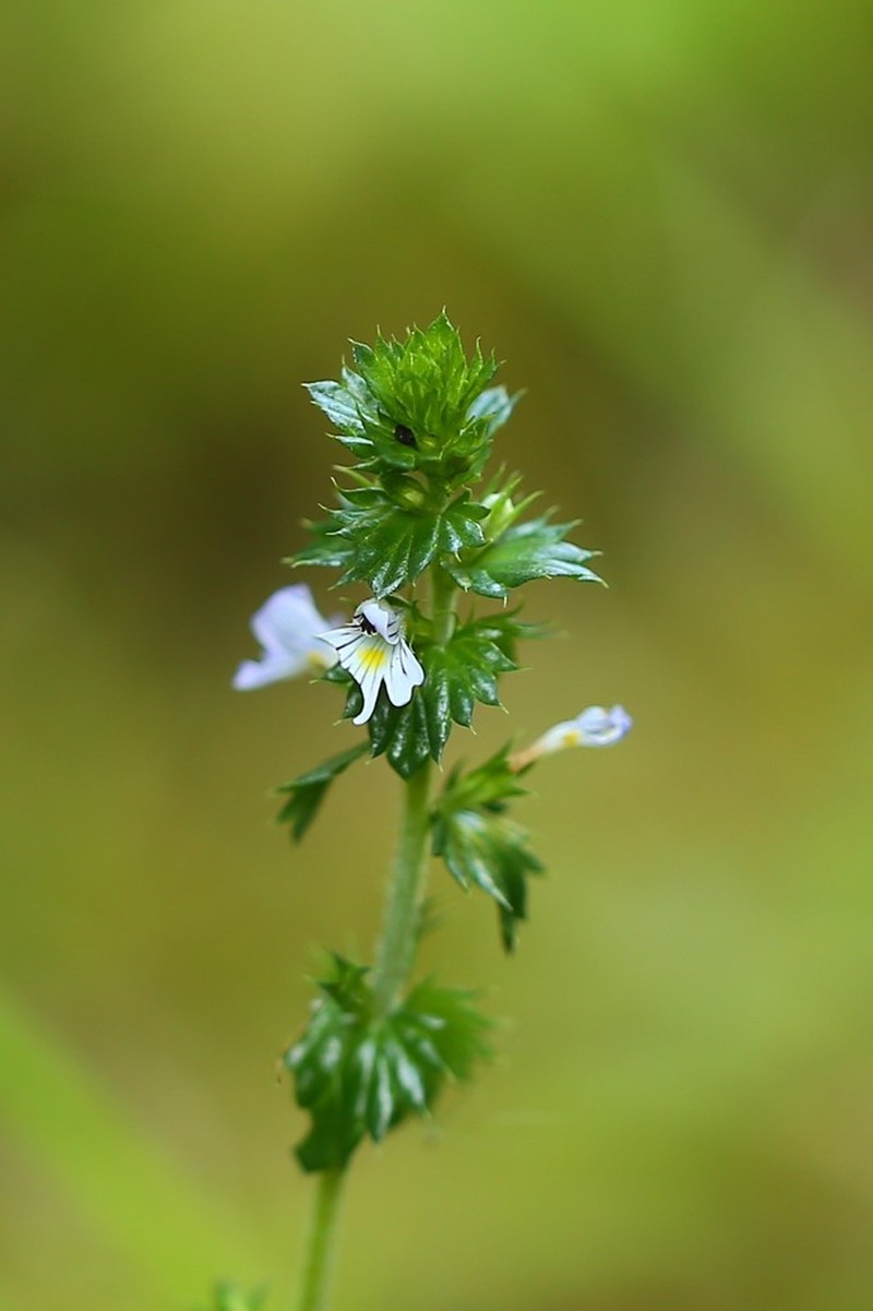 Common Eyebright photo 7